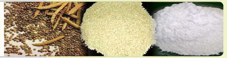 Processor Exporter of Fenugreek Seeds, Fenugreek Gum.