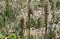 Plantago Ovata Form.