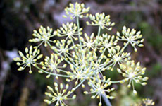 Fennel Plant.