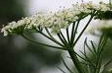 Cumin Plant.