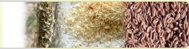 Psyllium Seeds, Psyllium Husk and Psyllium Industrial Powder Processor Exporter India.